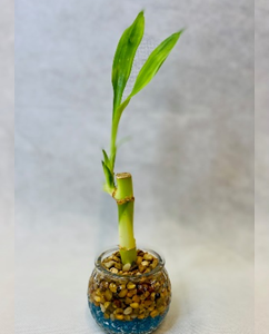 Bamboo Favors ( Any Occasions)