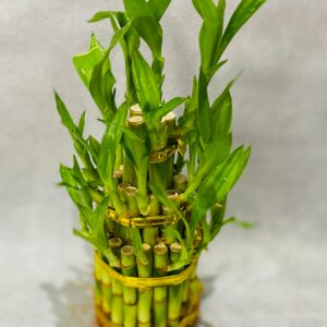 Bamboo 3 Layer (Layer)