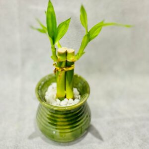 Lucky Pot Bamboo