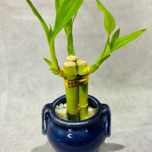 Colored Pot Bamboo