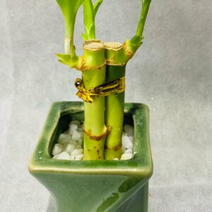 Elegant Bamboo