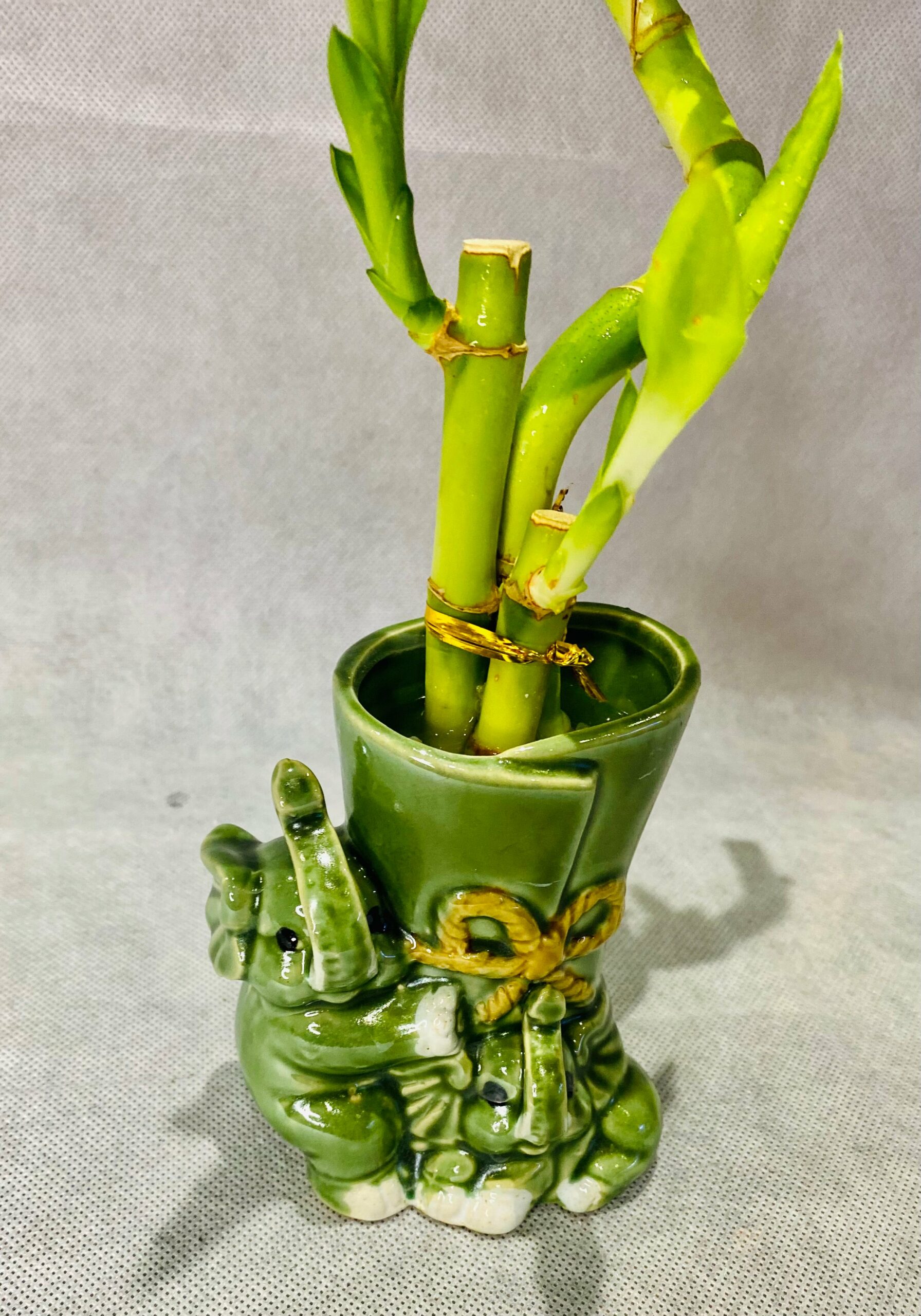 Lucky Elephants Bamboo – Plants Delight Inc.