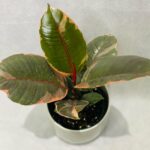 Rubber Plant Ruby Red