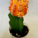 Grafted Cactus