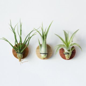 Small Airplant Arrangement