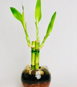 Small Bamboo Arrangement