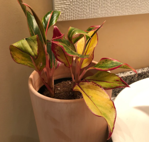 Aglaonema Red Siam (Chinese Evergreen) photo review