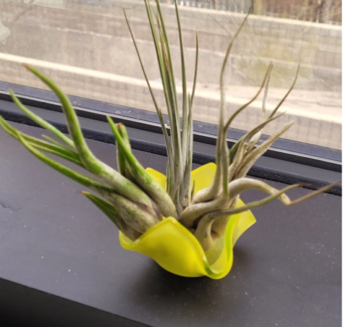 Air Plant Bundle of 3 (assorted) photo review