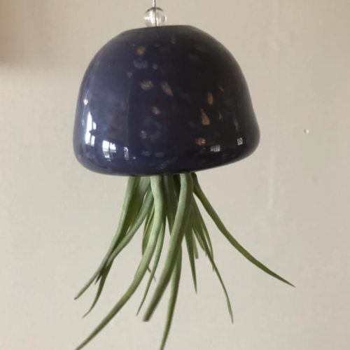 Air Plant Bundle of 3 (assorted) photo review