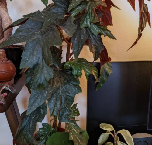Begonia Angel Wing photo review