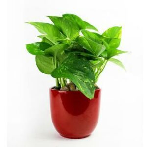 Pelia Leaf Plant