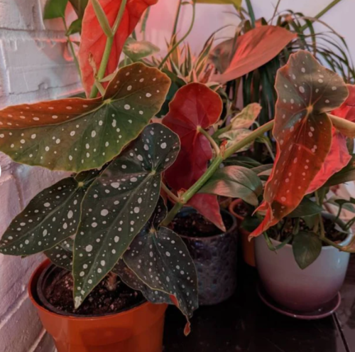 Begonia Maculata photo review