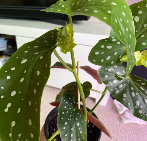 Begonia Maculata photo review