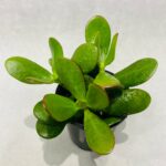 Jade Succulent