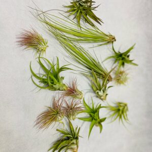 Air Plant Bundle of 3 (assorted)