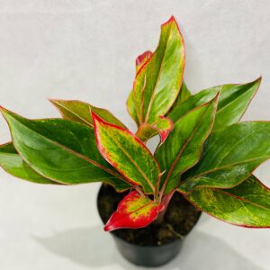 Aglaonema Red Siam (Chinese Evergreen)