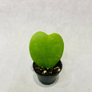 Hoya Heart Green