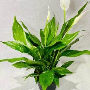 Peace Lilly Variegated
