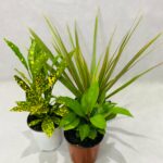 Indoor Tropical Houseplant ( Bundle)(Assorted)