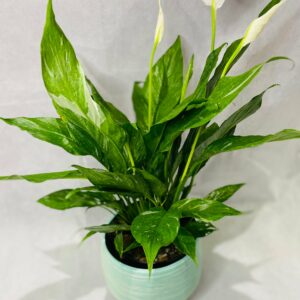 Peace Lilly Variegated