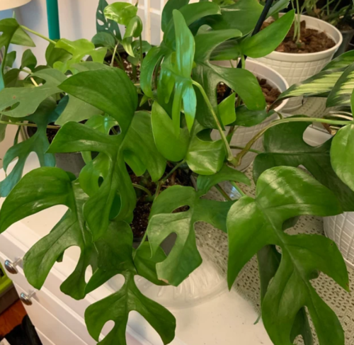 Philodendron Minima (Rhaphidophora Tetrasperma) photo review