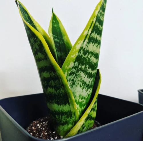 Sansevieria Plant photo review